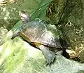 In Singapore Zoo