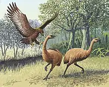 Haast's eagle, the largest eagle known, attacking moa