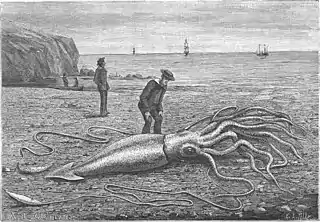 #42 (24/9/1877)A further illustration of the Catalina specimen, showing the animal after it had died (see related figure), from the 9 June 1883 issue of the French popular science magazine La Nature (Oustalet, 1883:17, fig. 1; also reproduced in Heuvelmans, 2003:fig. 103).