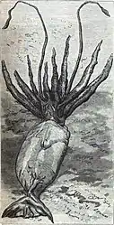 .mw-parser-output .citation{word-wrap:break-word}.mw-parser-output .citation:target{background-color:rgba(0,127,255,0.133)}#60 (10/11/1881)Illustration of the giant squid that was found in Portugal Cove, Newfoundland, on 10 November 1881 (Verrill's penultimate specimen—No. 27). Based on a photograph by E. Lyons of St. John's, it was published in Harper's Weekly for 10 December ([Anon.], 1881:821, fig.).