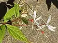 Gillenia trifoliata flowers