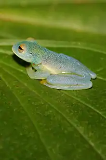 Cochranella granulosa from Costa Rica