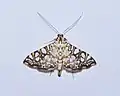 Glyphodes onychinalis