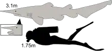 Diagram showing a goblin and scuba diver from the side: the shark is not quite twice as long as the human