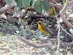 Male at Mailee Thaatch (11,000 ft.) in Kullu - Manali District of Himachal Pradesh, India
