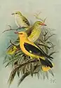 Eurasian golden orioleOriolus oriolus