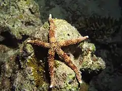 Gomophia egyptiaca