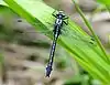 Gomphus vulgatissimus