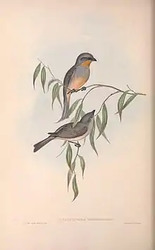 Gilbert’s Pachycephala in The birds of Australia (1840) by John Gould