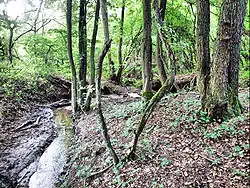Gręziniec Stream in Bukowo