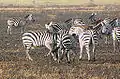 Fighting, Serengeti, Tanzania