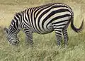 Pregnant, Serengeti, Tanzania