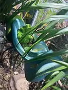 Green tree python's habitat in the zoo (2020)
