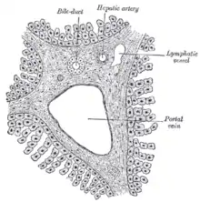Section across the portal canal of a pig (×&nbsp;250)
