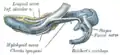 Figure 4: Mandible of human embryo 24&nbsp;mm. long. Inner aspect.