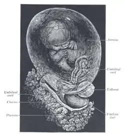 Fetus of about 8&nbsp;weeks, enclosed in the amnion. Magnified a little over two diameters.