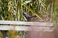 Catbird