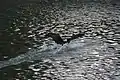 Adult landing on Dambovita River,Bucharest