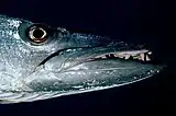 Close-up of Sphyraena barracuda
