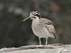 Roosting bird