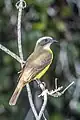 P. s. guatimalensis, Guatemala