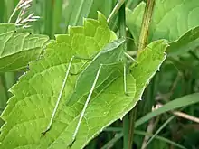 File:Greater Angle-wing, Microcentrum rhombifolium - Flickr - GregTheBusker.jpg