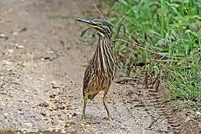 juvenile B. s. atricapilla, Ghana