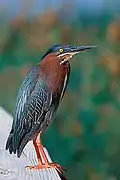 Breeding plumage