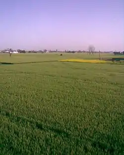 View of Farms in Buttar Sivia, Amritsar
