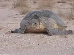 Females laying eggs