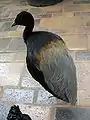 A grey-winged trumpeter