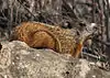 Marmota monax