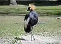 Balearica pavonina in Zoo d'Amiens