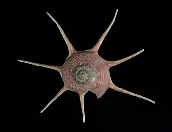 A shell of Guildfordia yoka Jousseaume, 1888, measuring 26.3&nbsp;mm diameter, trawled at 100 m off Minabe, in Japan.