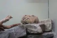 Four rodents clustered together on a rock.
