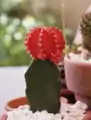 A moon cactus created from a red Gymnocalicium mihanovichii