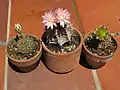 Several potted flowering Gymnocalicium mihanovichiis