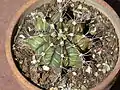 Small potted Gymnocalicium mihanovichii
