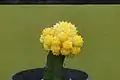 A potted moon cactus created from a yellow Gymnocalicium mihanovichii