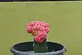 A potted moon cactus created from a pink Gymnocalicium mihanovichii