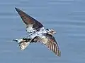 In flight