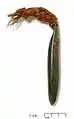 H000063- Ear ornament or Kuru