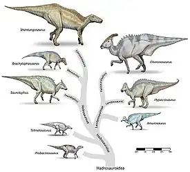 Image 11HadrosauroideaImage credit: DebivortRepresentative dinosaurs of the Hadrosauroidea superfamily. The family Hadrosauridae contains the dinosaurs commonly known as "duck-billed" dinosaurs. They were ubiquitous herbivores during the Cretaceous period, and prey to theropoda such as Tyrannosaurus. The individual drawings represent typical genera. All these groups were alive in the late Cretaceous, and are generally known only from a single fossil site. Animals are shown to scale.More selected pictures