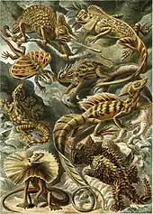 Lizard (Lacertilia)