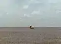 Hafali doni. A six-oared fishing boat with a detachable mast and a square sail. Fua Mulaku, 1982.