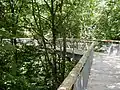 Canopy walkway through the forest (elevation 10–24&nbsp;m / 33–79&nbsp;ft)
