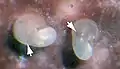 A photograph of two postlarvae on a coralline algal surface.