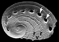 A 5&nbsp;mm long juvenile shell of Haliotis asinina showing the tremata and ridges.