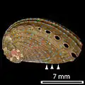 Shells of animals a little larger than 10&nbsp;mm have dots but only on the shell ridges