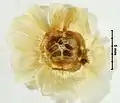 fruit (bottom)